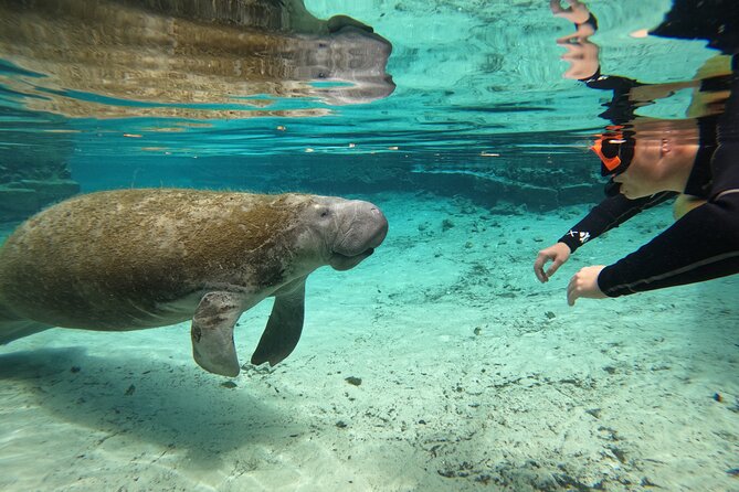 Guided Crystal River Manatee Snorkeling Tour - Tour Overview