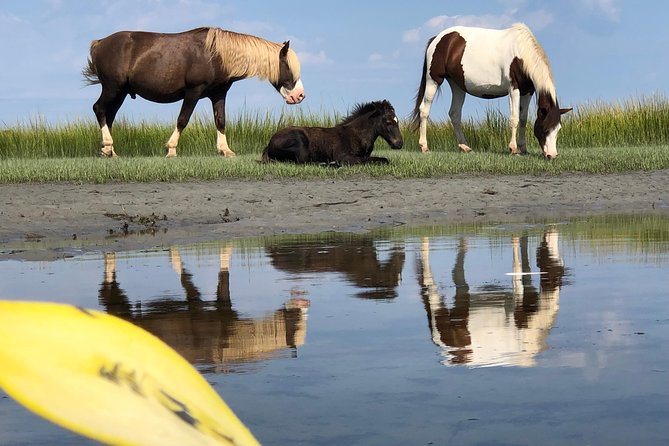 Guided Kayak Tour to See Ponies, Birds, Dolphins and More - Meeting Point and Logistics