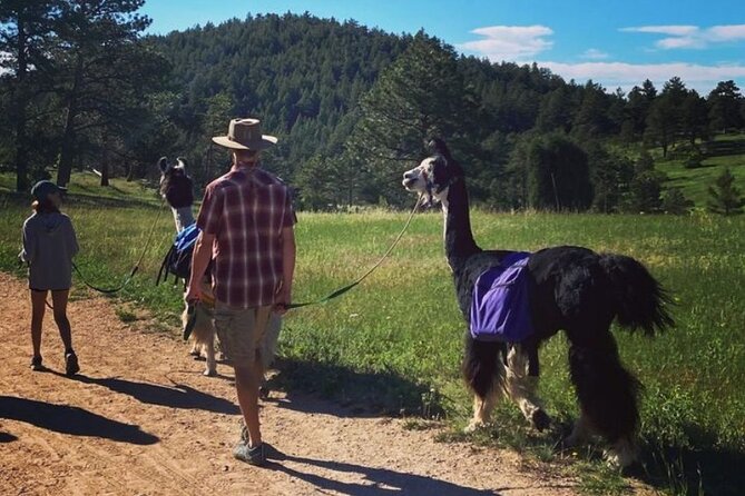Guided Llama Hike in the Rocky Mountains - Meeting Details