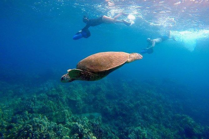 Guided Turtle Town Snorkel Tour With Sea Scooter - Makena - Tour Overview