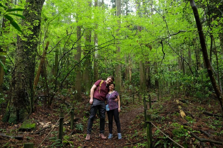 Hakone Hachiri: Old Tokaido Highway Hiking Half-Day Tour - Tour Overview