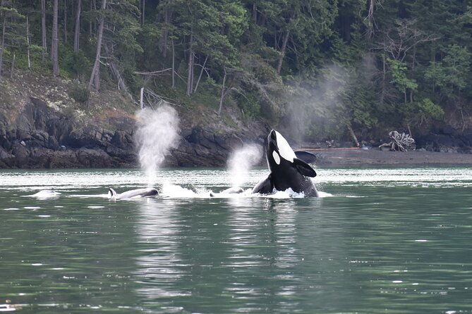 Half-Day Anacortes Whale and Wildlife Watching Guided Adventure