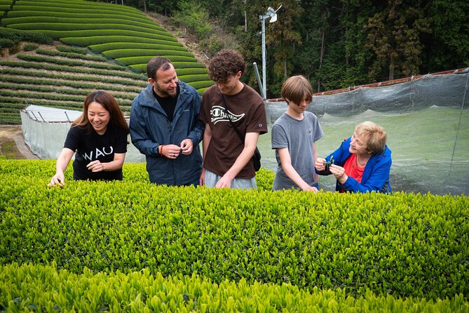 Half Day Nara and Matcha Farm Private Van Tour