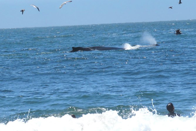 Half-Day Private Tour of Alcatraz , Muir Woods & Sausalito - Inclusions and Features