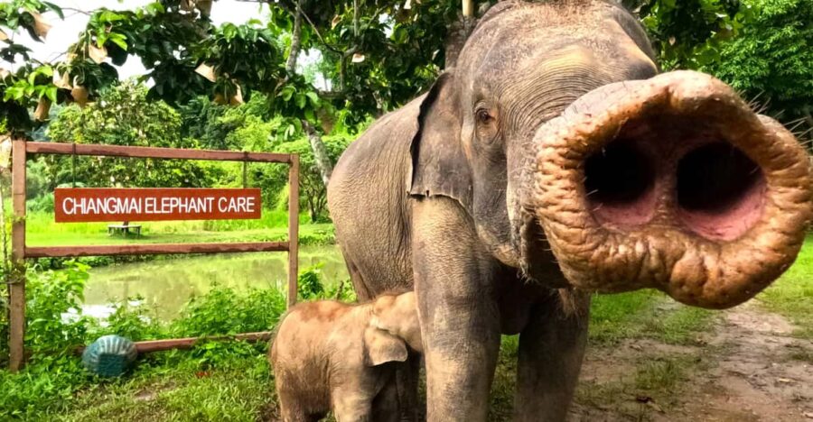 Half-Day With CHIANGMAI ELEPHANT CARE Program (12pm-6pm.)