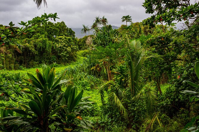 Halfway to Hana Tour Review: A Hidden Gem