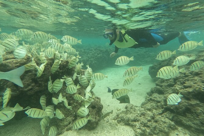 Hanauma Bay Guided Snorkeling Tour With Transportation