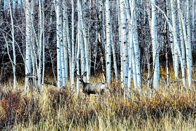 Heber Valley Private Tour Review