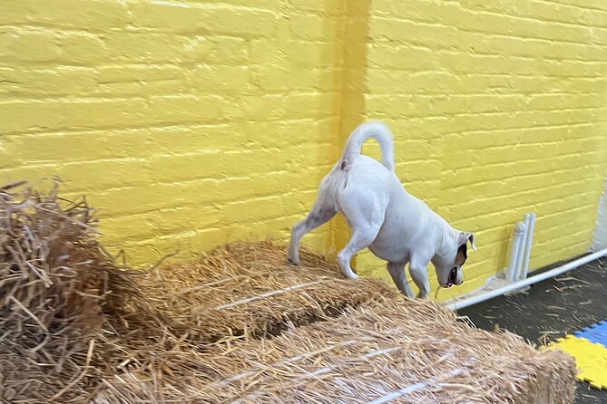 Hide & Seek Skills for Dogs at the Hay Filled New York City Barn