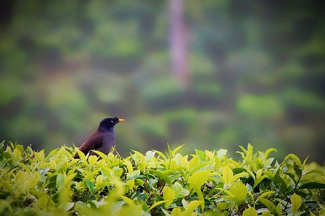 Hill Station Tour From Coimbatore to Valparai - Tour Overview