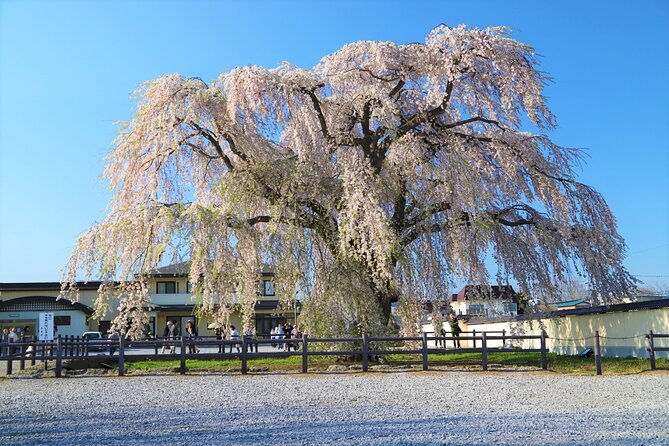 Hokkaido Hakodate Cherry Blossom 2D1N Bus Tour From Sapporo