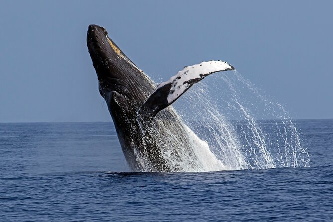 Humpback Whale Watching in Kona Review - Key Details About Hawaii Marine Life Charters