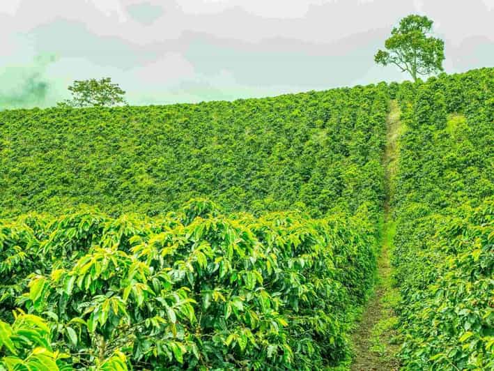 Jerico a Colorful Town Encircled With Plantations of Coffee