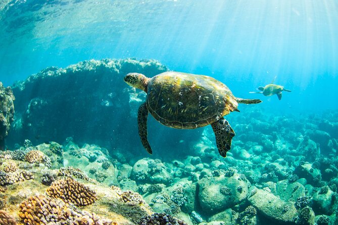 Kauais Ultimate Guided Shore Snorkel (NO BOAT): North Anini