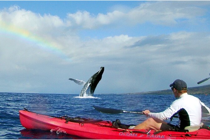 Kayak, Whale Watch and Snorkel - What to Expect on Your Adventure