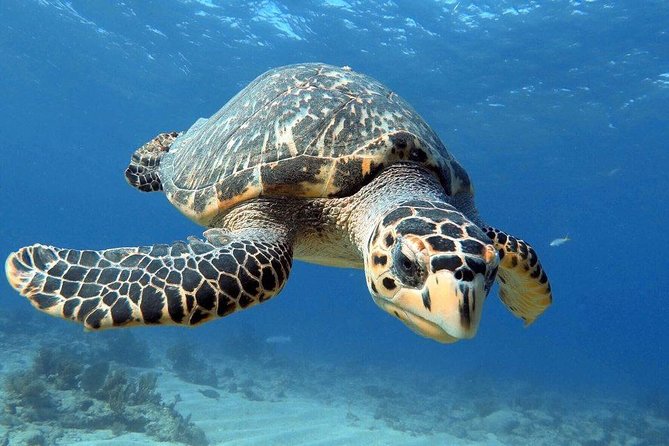 Key Largo 2 Tank Dive Trip