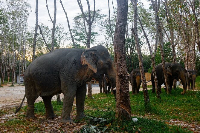 Khao Lak Eco-Safari: Elephants, Tsunami Museum, and Turtles