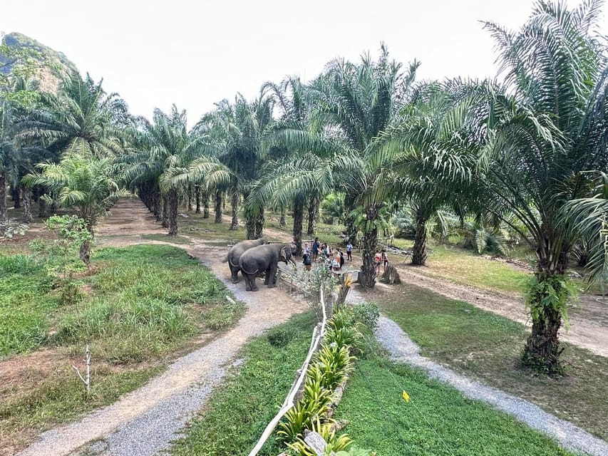 Khao Sok: Ethical Elephant Experience & Nature Walk