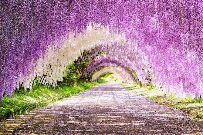 Kitakyushu Kawachi Wisterias Blossom Garden Day Bus Tour