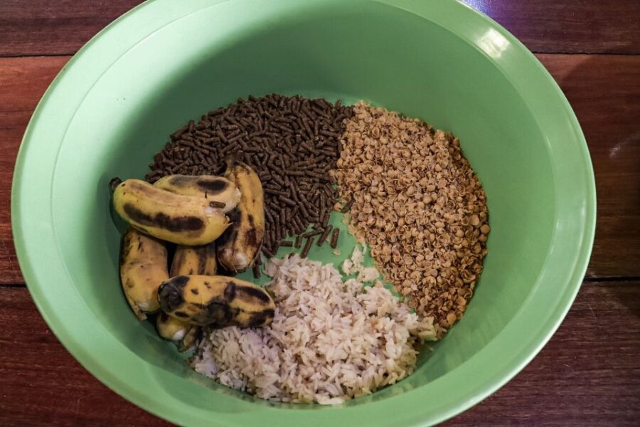 Krabi: Elephant Feeding Program