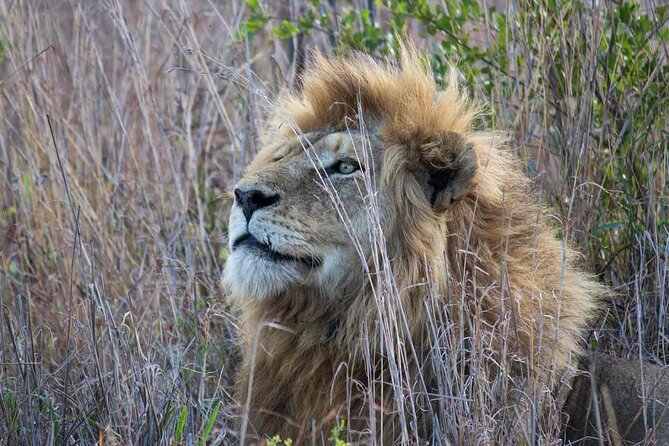 Kruger National Park – 1 Day (Open Vehicle)