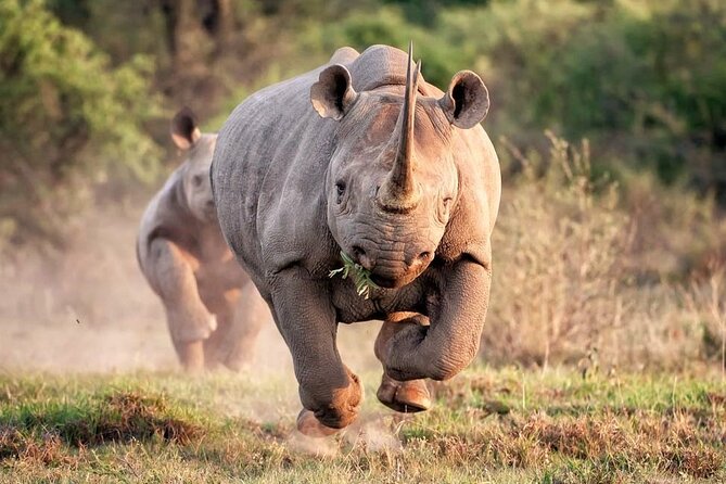 Kruger National Park. 2 Days Best Ever Safari From Cape Town - Getting to Kruger From Cape Town