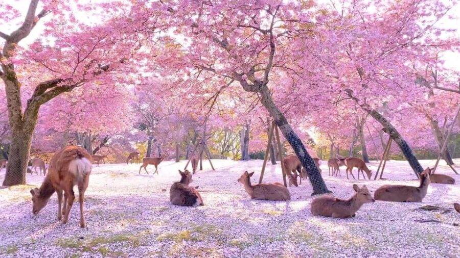 Kyoto/Osaka:Kyoto And Nara Customized Private Guided Tour