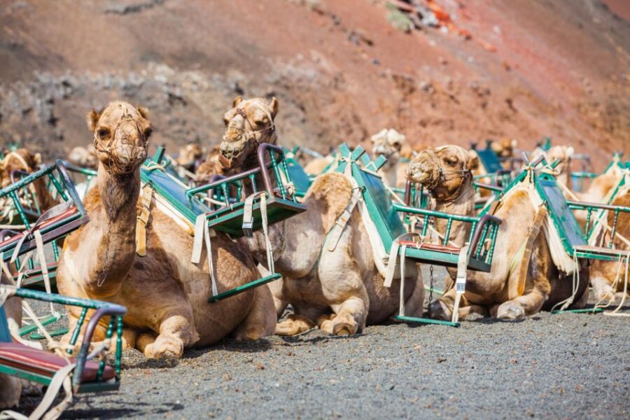 Lanzarote: Guided Day Trip to Timanfaya Park & Green Lake
