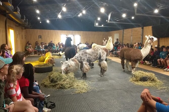 Llama Encounter at ShangriLlama Castle Review