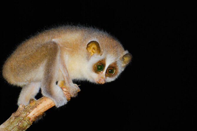 Loris Watching From Sigiriya - Overview of the Excursion