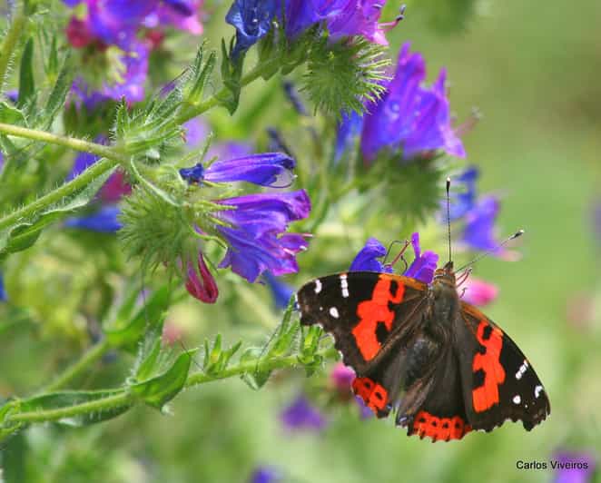 Madeira: Butterfly Watching