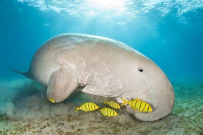 Marsa Alam : Marsa Mubarak Sea Snorkeling Boat Trip With Lunch & Transfer