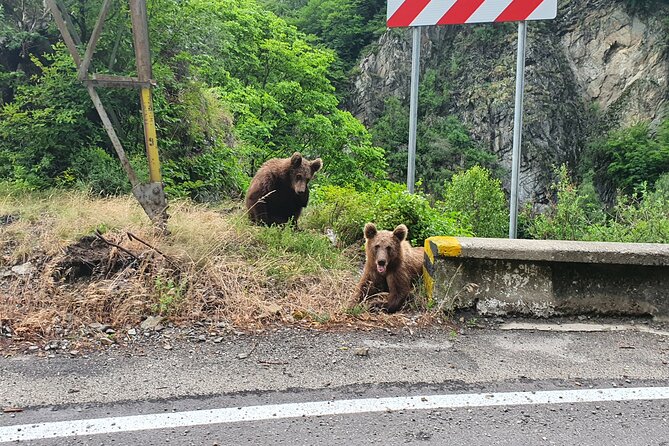 Meet Wild Brown Bears on the Roads to Real Draculas Fortress