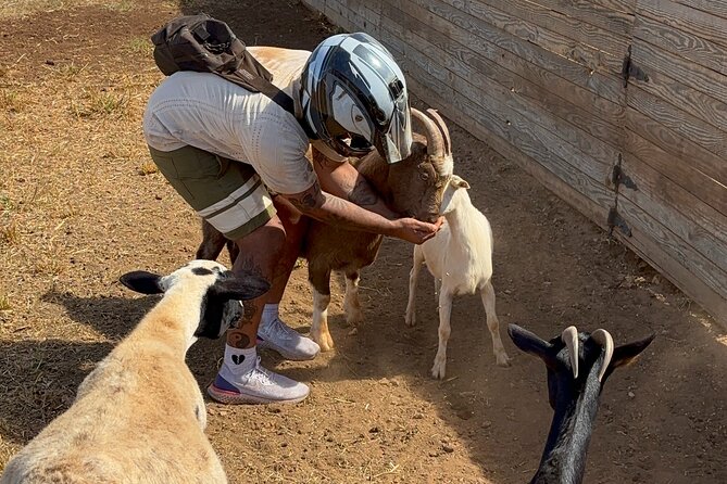 Mini ATVs and Farm Animal Experience - Interacting With the Farm Animals