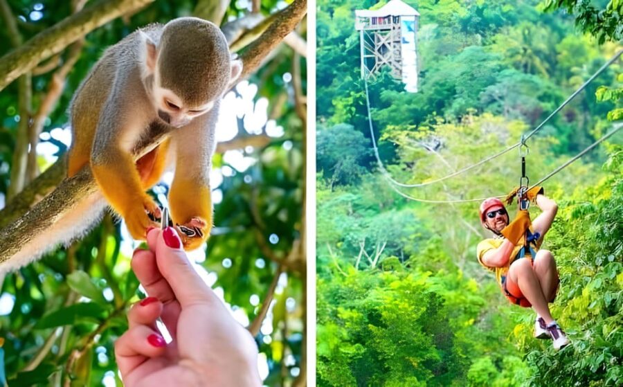 Monkeyland and Zip Lines Whit Local Pick up