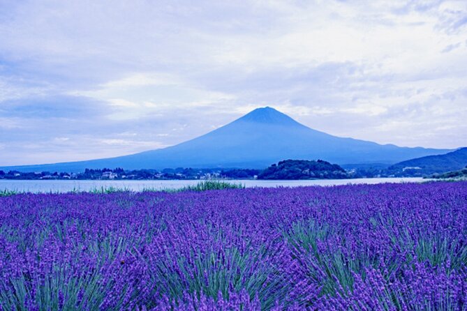 Mt. Fuji and Lake Kawaguchiko Private Tour by Car