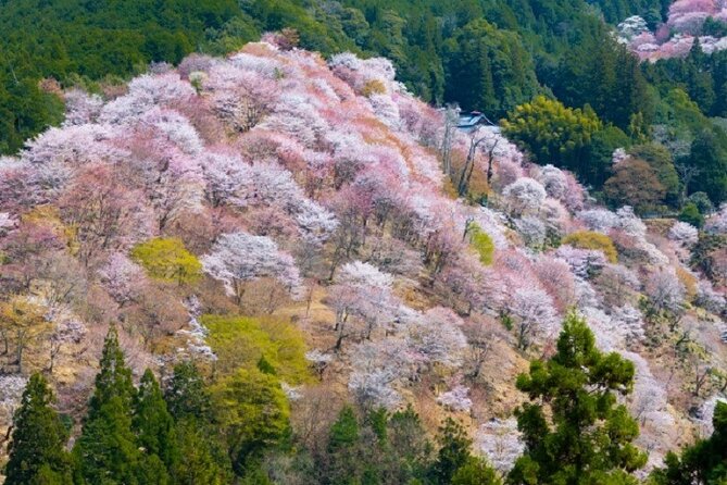 Mt Yoshino and Mt Koya Multi Day Tour From Osaka