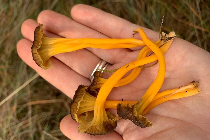 Mycology, Mushrooms and Fungi Route in Cuenca