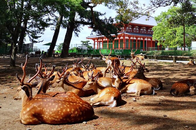Nara, Todaiji Temple and Kuroshio Market One Day Tour From Osaka - Exploring Nara: Highlights and History