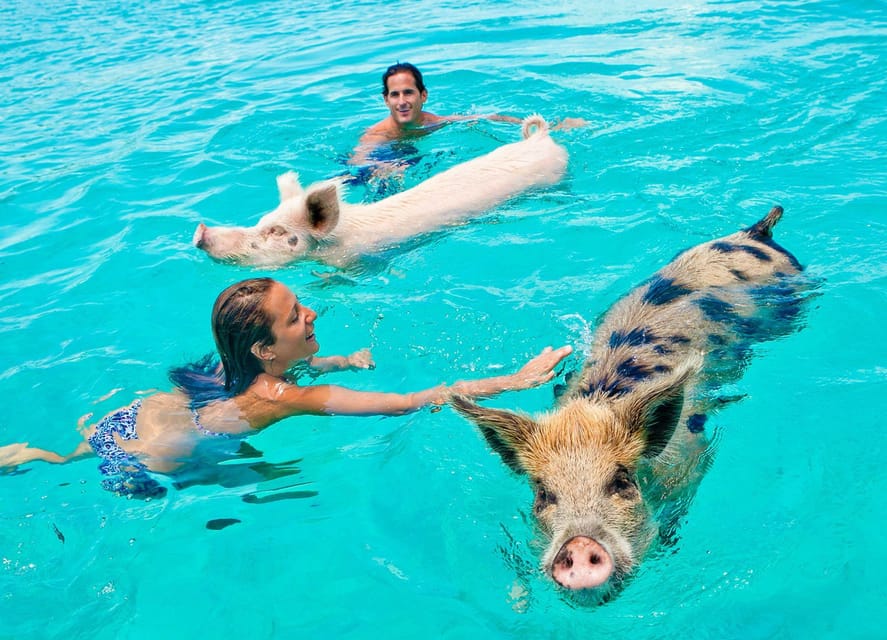 Nassau: Swim With the Pigs,Snorkeling, Rose Island Tour, Lux - Tour Overview and Pricing