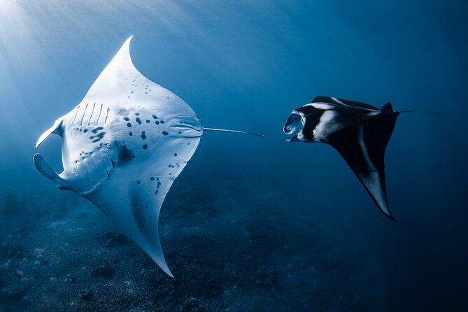 Offshore Safari Adventure in Kona With Underwater Photos - Gearing Up for the Aquatic Adventure