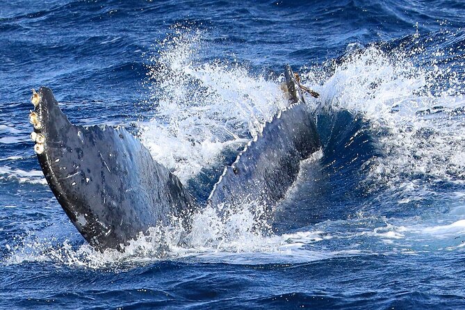 Okinawa Whale Watching From Naha