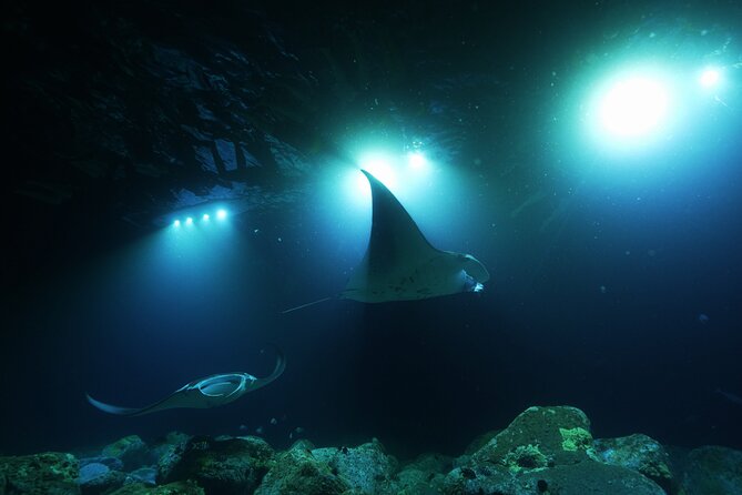 One Tank Manta Night Dive and Snorkel - Tour Overview