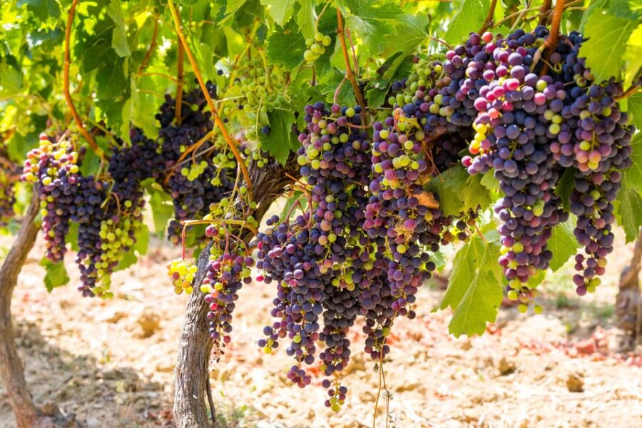 Organic Wine Tasting With Saint Paul Half Day Tour From Nice - Tour Overview