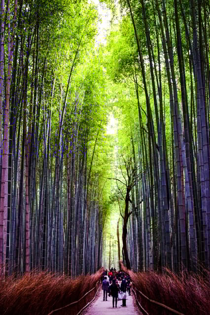 Osaka, Nara and Kyoto Day Trip With English Speaking Driver
