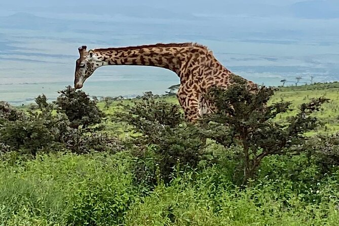 Our Top-best 3 Day Tanzania Joining Group Safari