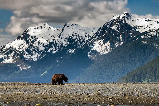 Pack Creek Bear Viewing: A Complete Review