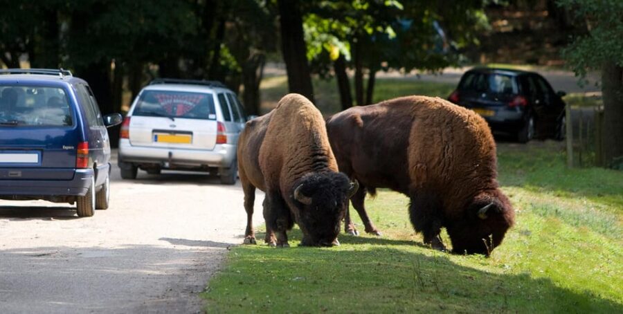 Paris: Thoiry Castle and Safari Park Private Tour - Tour Overview and Pricing