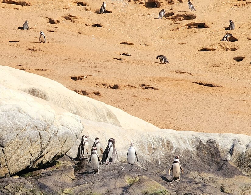 Penguins Watching Cachagua Island in Zapallar From Santiago