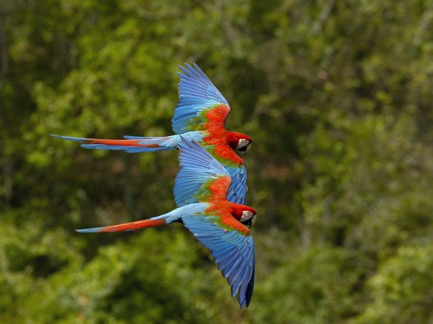 Peruvian Jungle Manu Park Four Days / Three Nights - Tour Overview